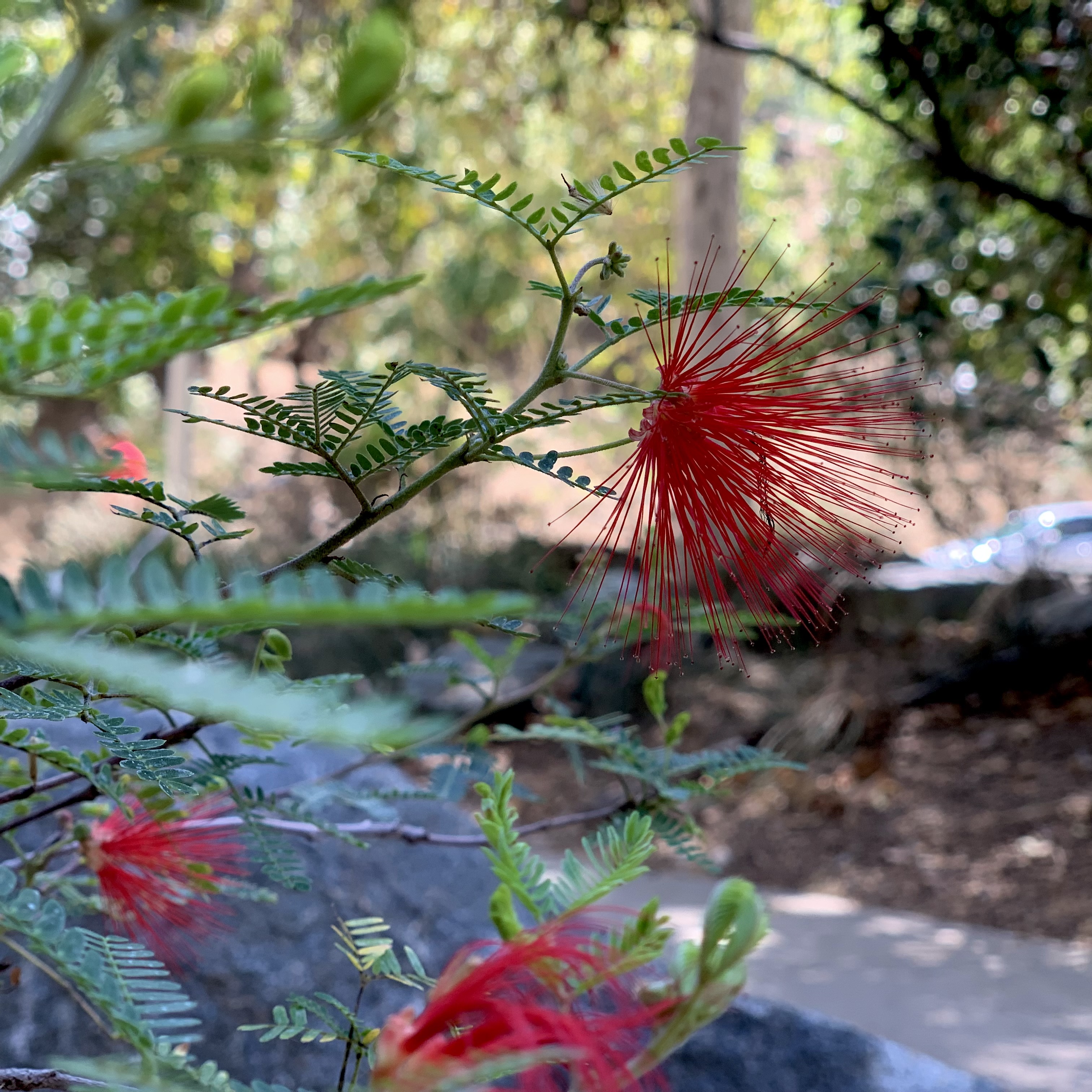 Photo of calliandra californica